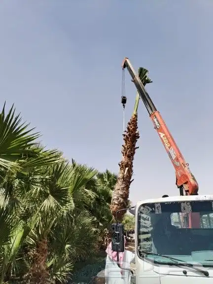 توىيد وزراعه النخيل العربي ونخل الزينه 0
