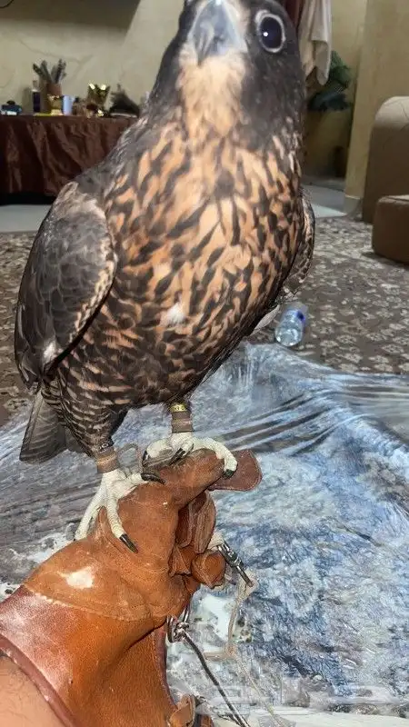 تاجير خيام تاجير بيوت شعر تاجير مكيفات صحراوي واسبلت فريون 6