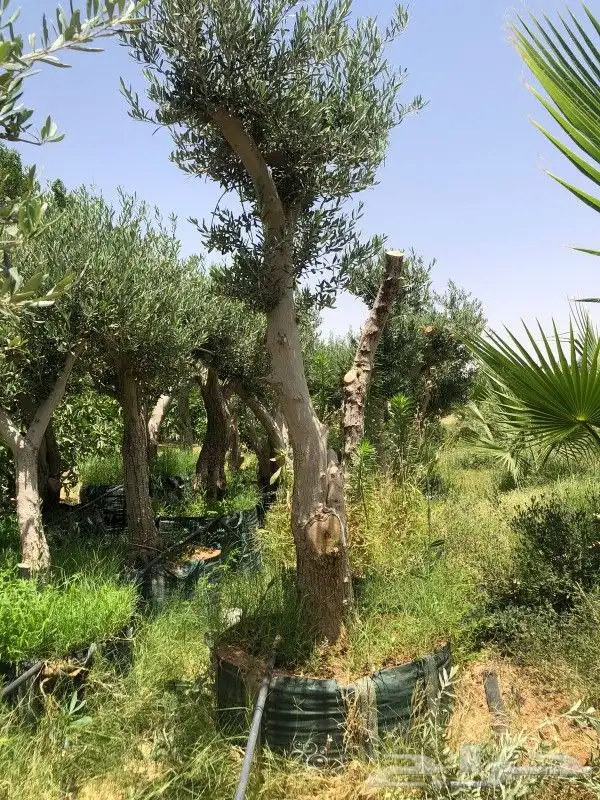 زيتون ونخل 3