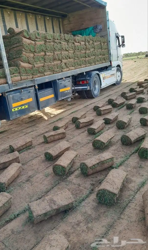 ثيل سي الفين علي الشرط 0