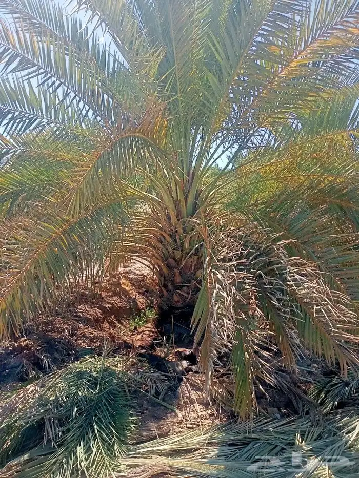 للبيع نخل مجدول وصفاوي صقعي عجوه برني مثمرة للكميات فقط 7