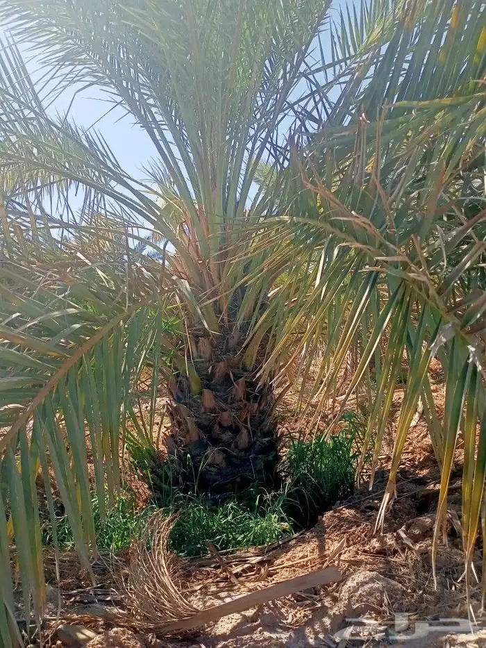 للبيع نخل مجدول وصفاوي صقعي عجوه برني مثمرة للكميات فقط 8