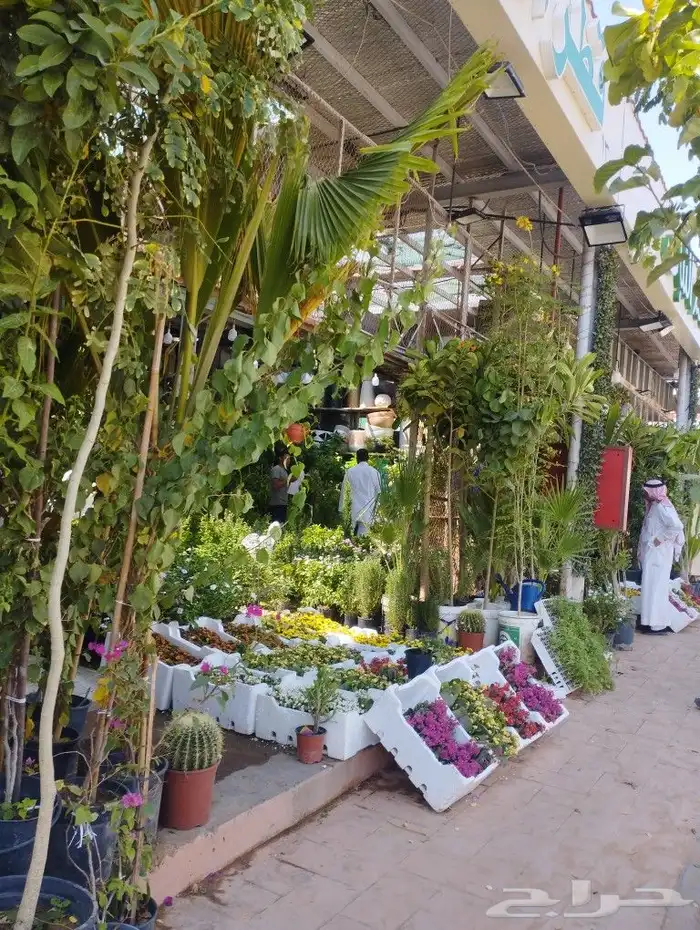 زراعة أشجار وأحواض ونجيله 1