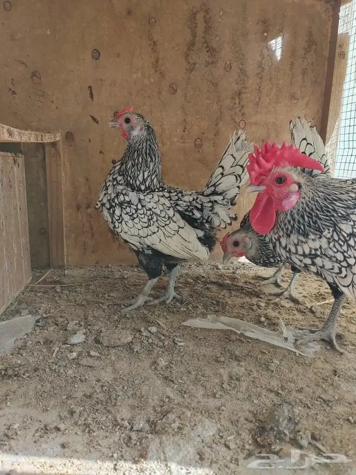 دجاج سبرايت طقم. تم البيع تم البيع 5