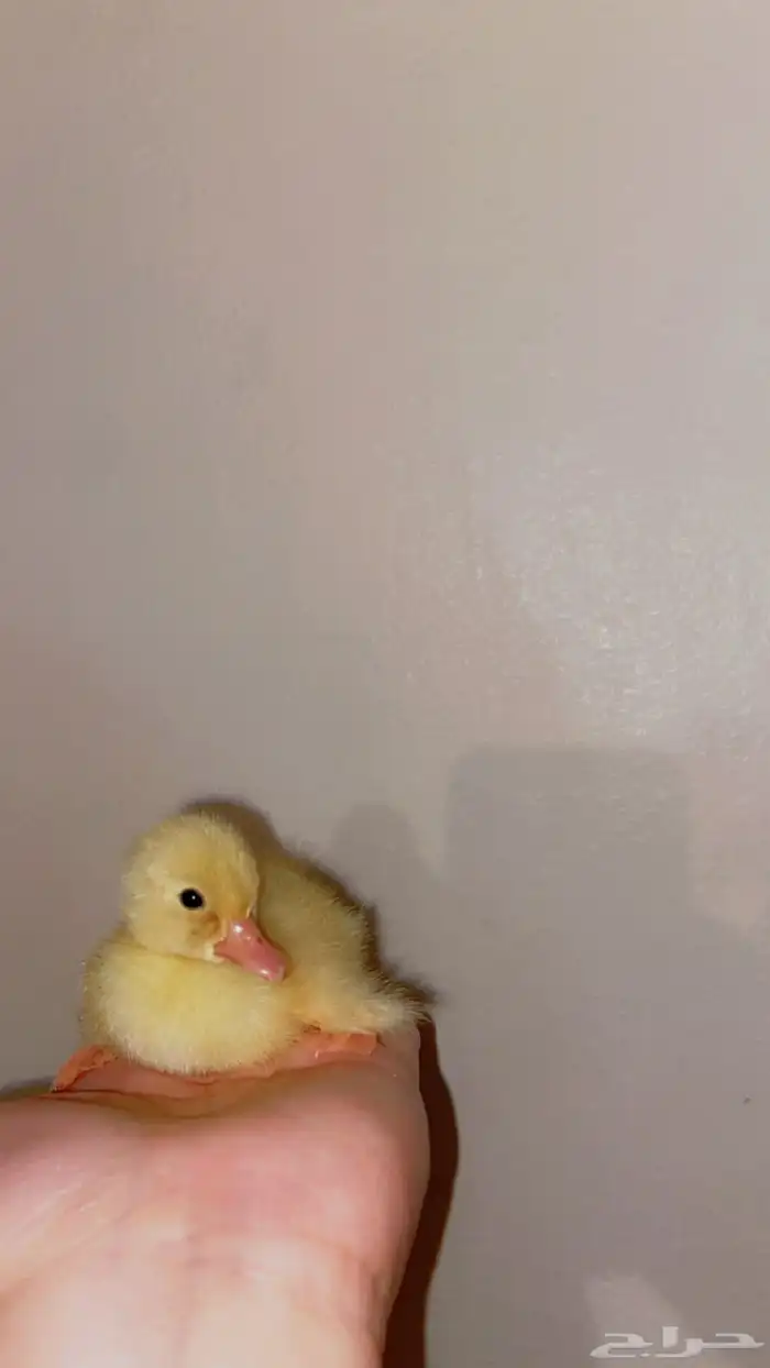 بط بكيني للبيع صيصان بعمر اربعه ايام 2