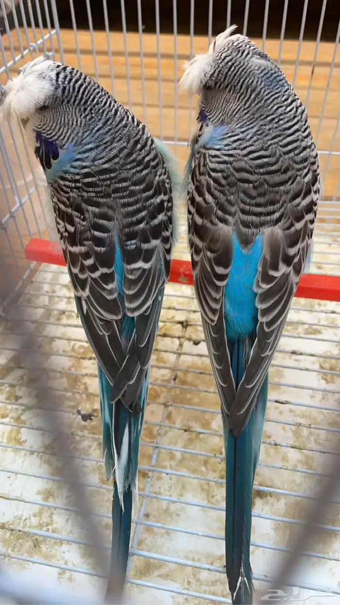 للبيع بادجي انجليزي 3