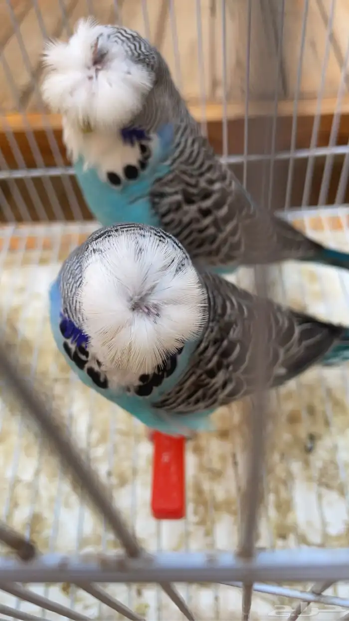 للبيع بادجي انجليزي 2