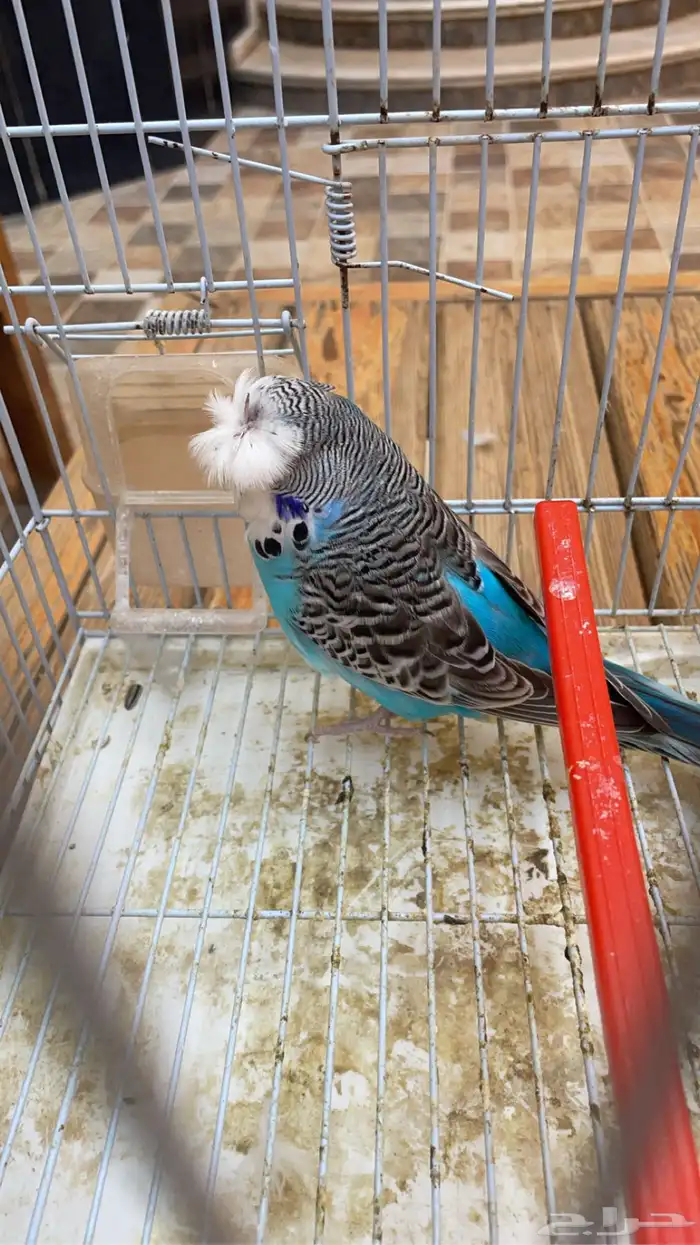 للبيع بادجي انجليزي 8