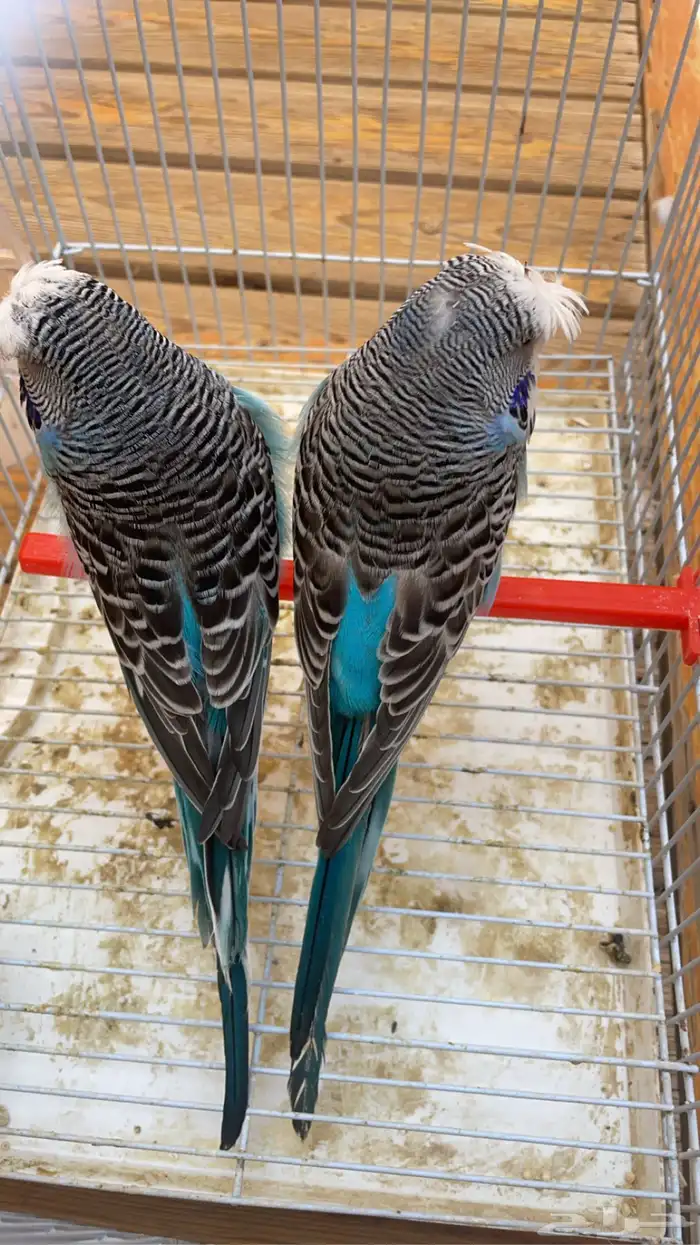 للبيع بادجي انجليزي 4