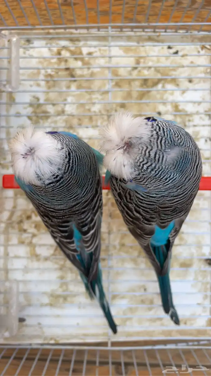 للبيع بادجي انجليزي 1