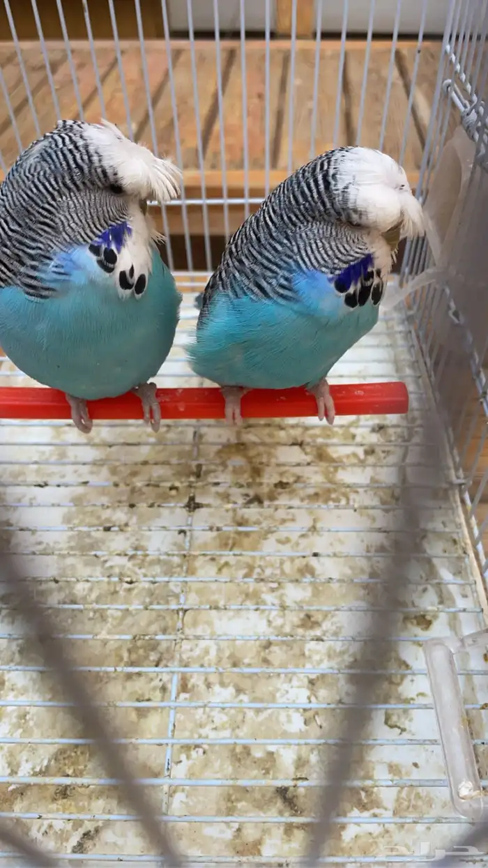 للبيع بادجي انجليزي 5