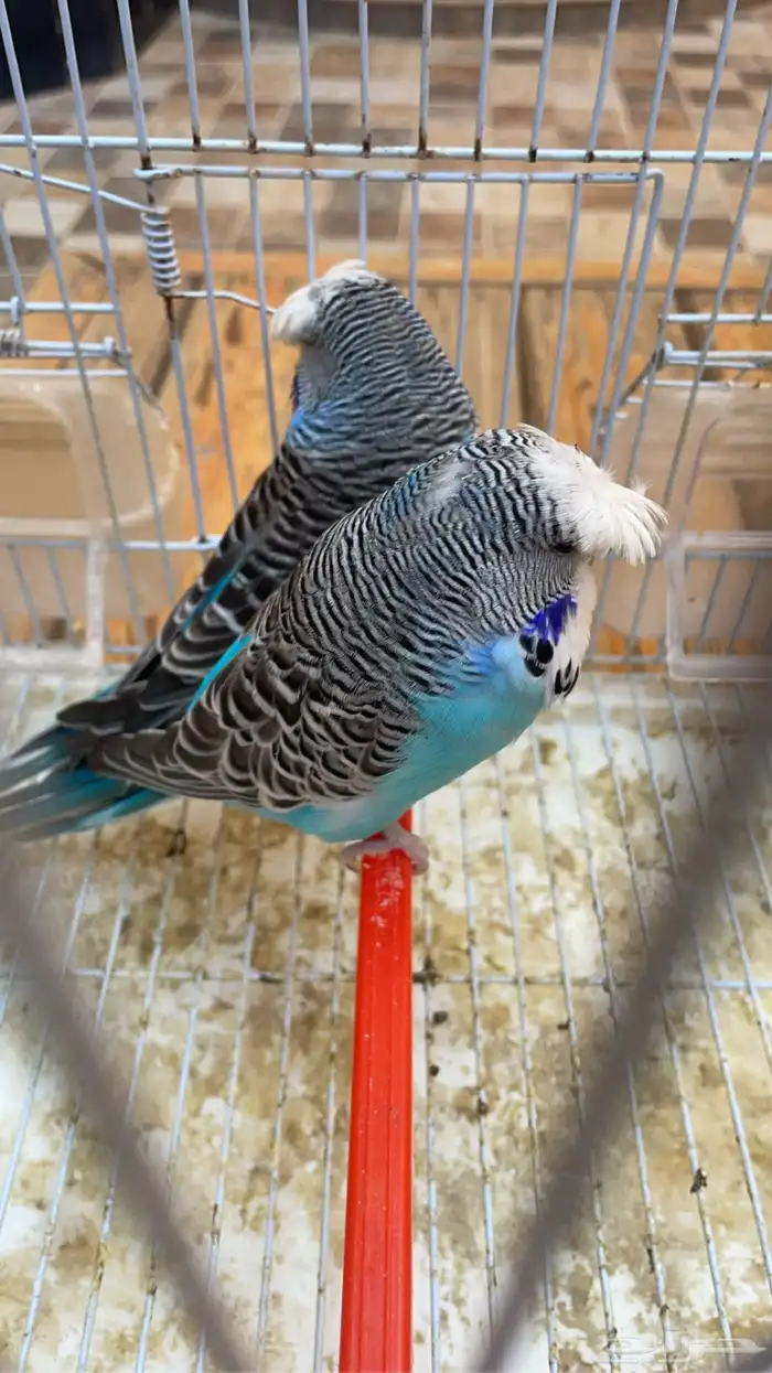 للبيع بادجي انجليزي 6