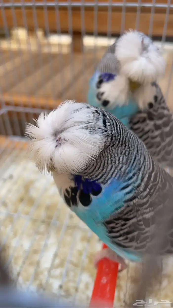 للبيع بادجي انجليزي 0