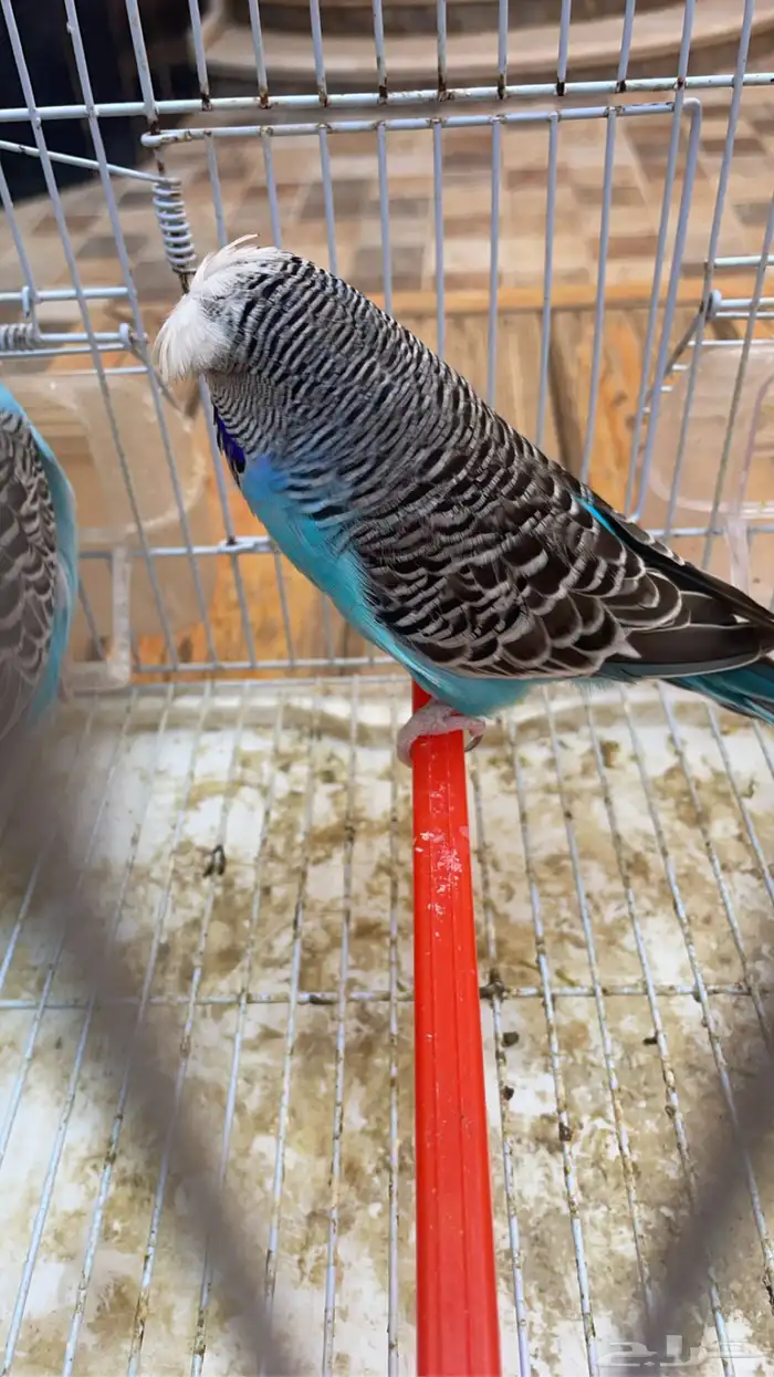 للبيع بادجي انجليزي 7