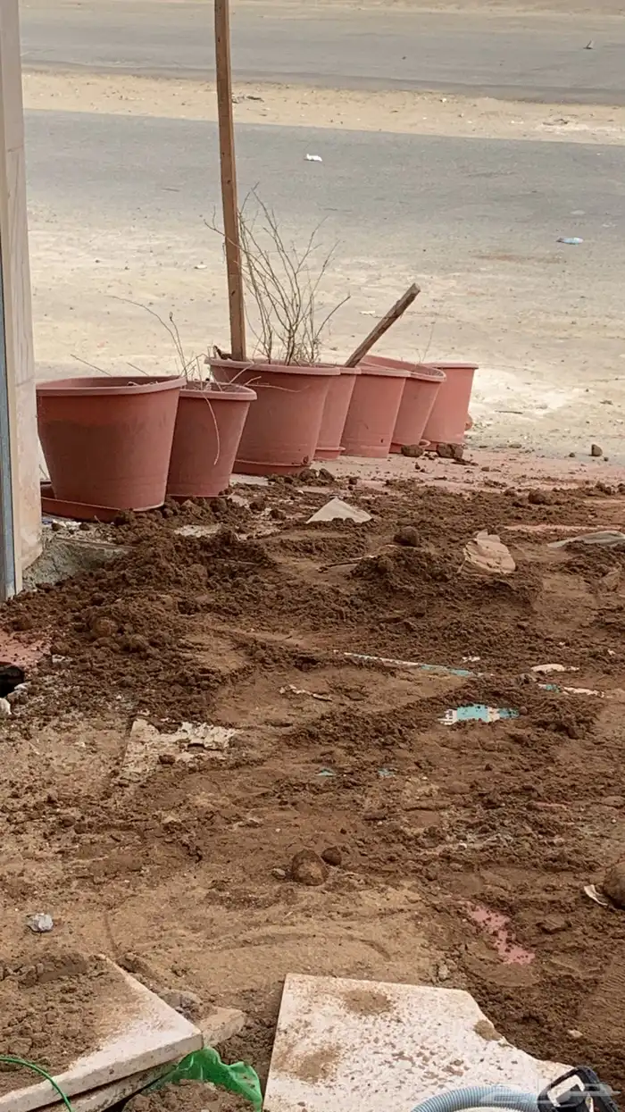 نجيله عشب طبيعي ثيل 22