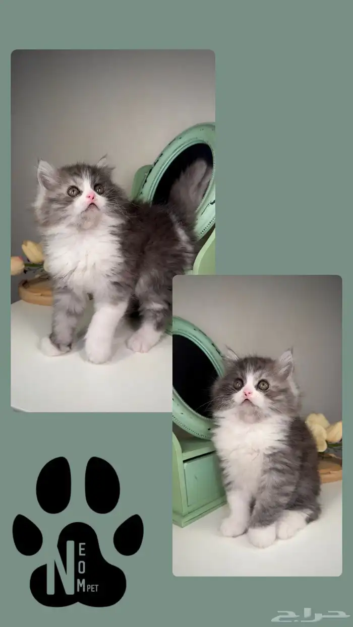 كيتن قطط للبيع سكوتش فولد شيرازي هملايا الرياض القصيم بريدة 4