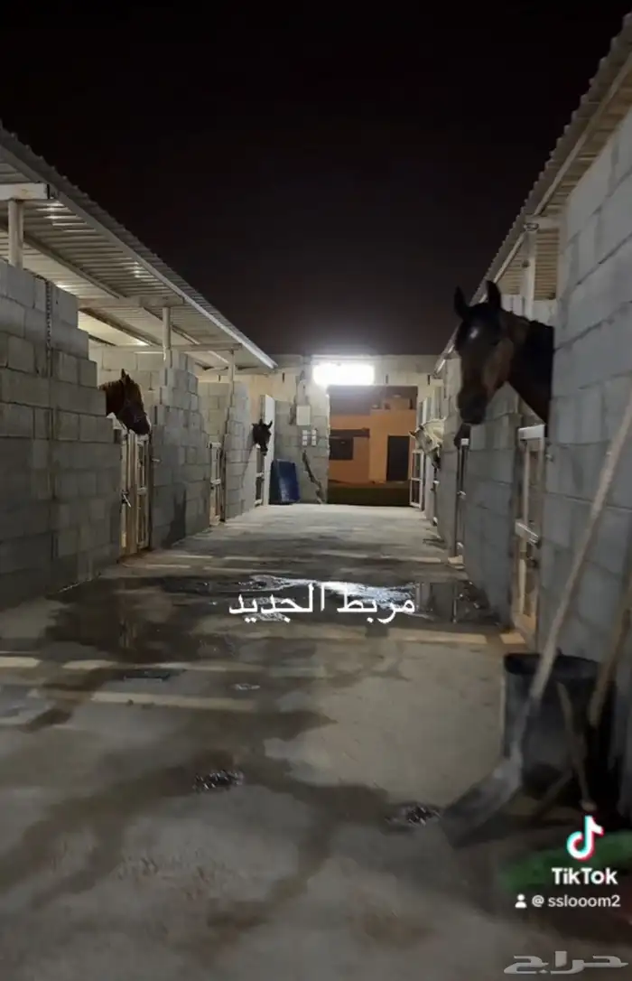 يعلن مربط أصايل خيبر عن خدماته الإيواء والعسف بالخرج 0