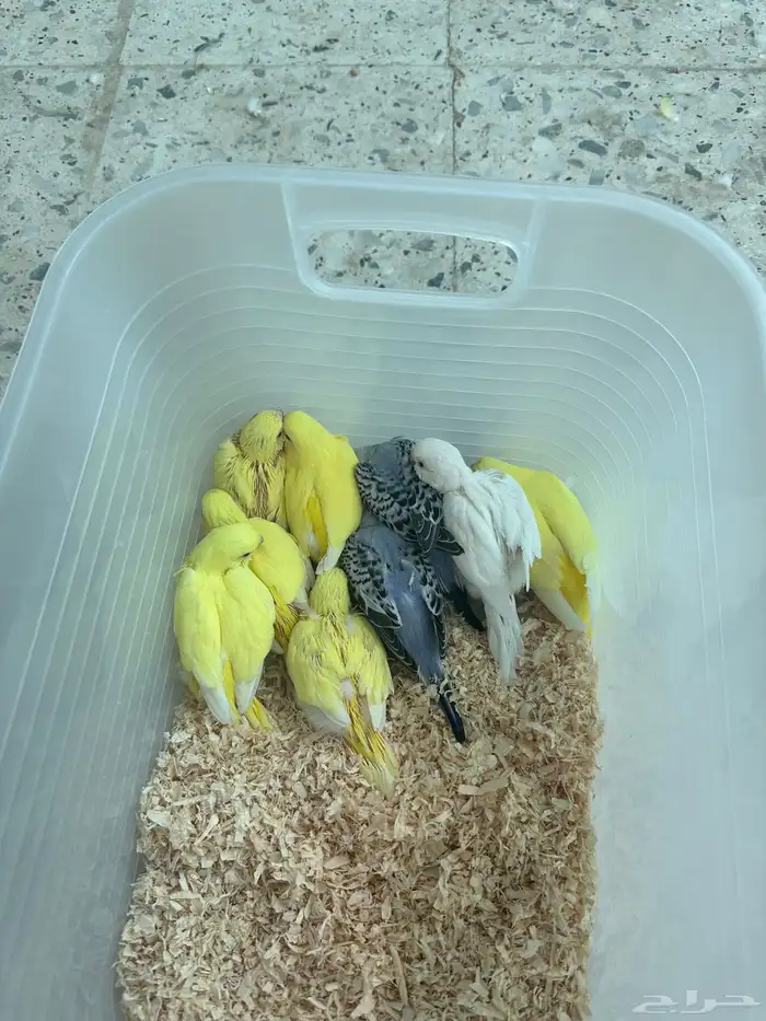 12 طيور بادجي غر توي ساحبهم(انباعت) 3