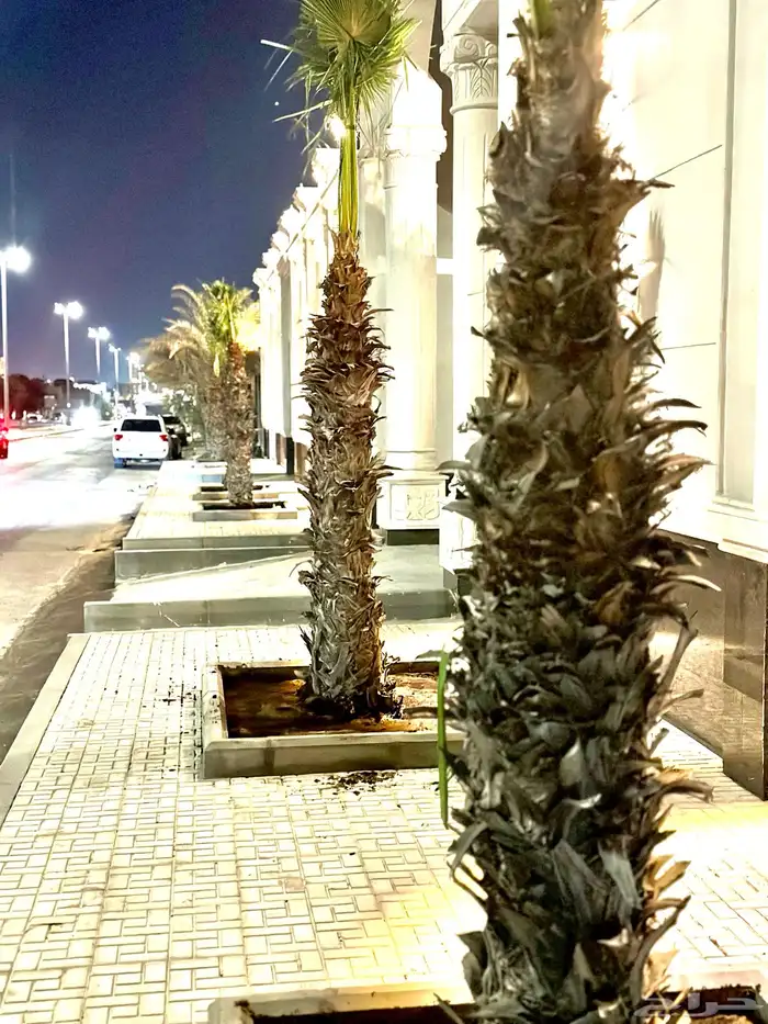 نخل واشنطن  6