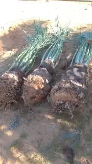 نخل القصيم المثمرة 8