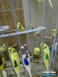 بادجي الحب حضانه نشاره سيريلاك قفص العاب بياضه مكافاءة طعام 6