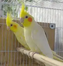 اكل كروان فيشر روز كوكتيل البينو هولندي 7