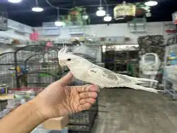 اكل كروان فيشر روز كوكتيل البينو هولندي 20