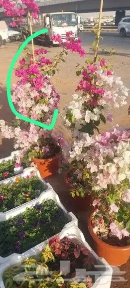 الشجار جهنميه جميع المقاسات والاوان والشجار زينه ومثمره 3