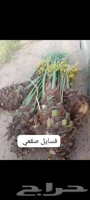 نخل القصيم المثمرة 4