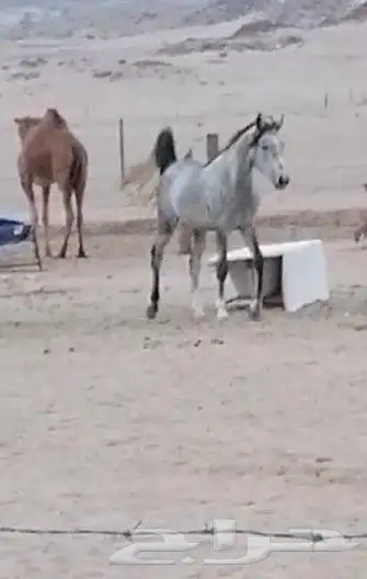 خيال اللبيع 6