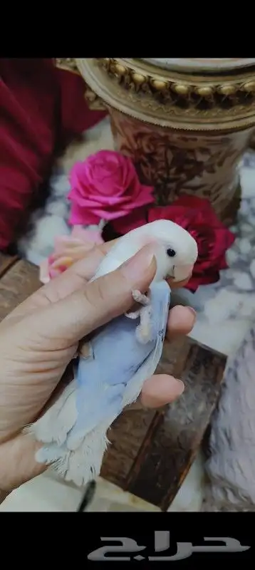 للبيع ببغاء روز لون رهيب أليف جدا جدا جدا جدا 2