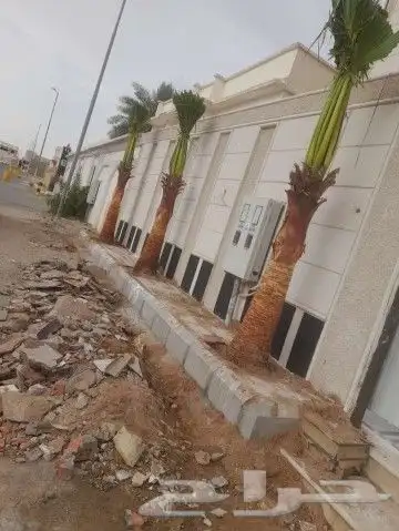 نخل نخيل للبيع توريد قلع غرس 7