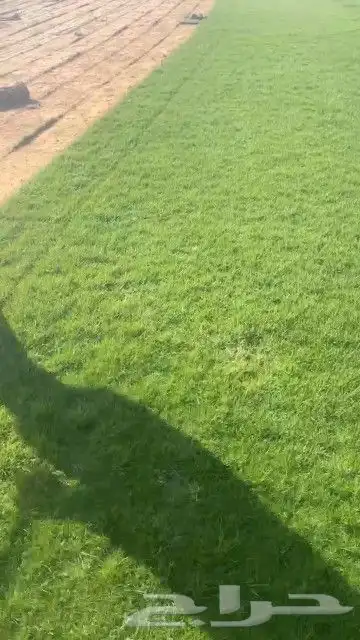 ثيل طبيعي نجيله طبيعي ثيل c2000 4