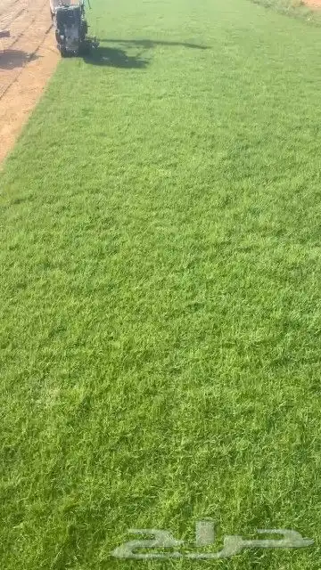 ثيل طبيعي نجيله طبيعي ثيل c2000 1