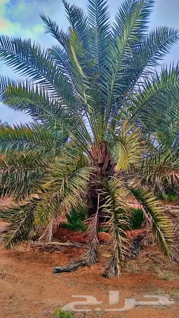 فسائل وجثايث خلاص وسكري 8