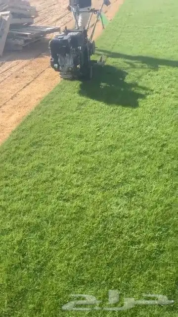 ثيل طبيعي نجيله طبيعي ثيل c2000 2