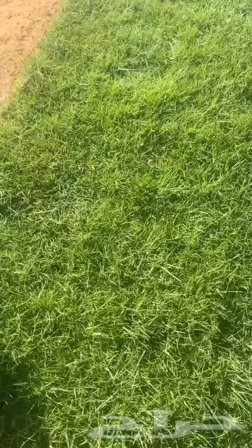 ثيل طبيعي نجيله طبيعي ثيل c2000 6