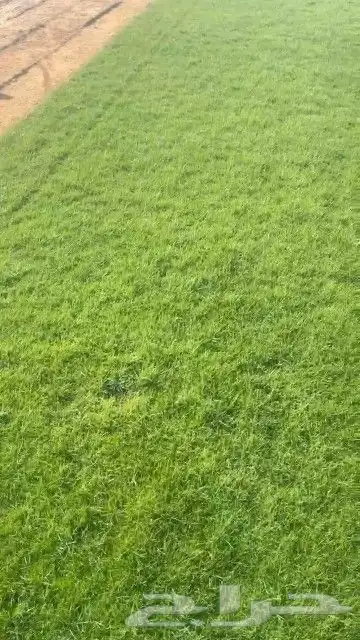 ثيل طبيعي نجيله طبيعي ثيل c2000 3