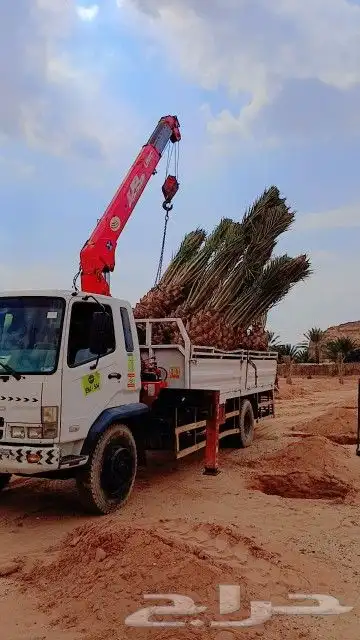 ابوعلي مختص في زرعت انخيل وزيتون الغلا 1