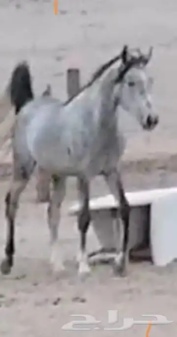 خيال اللبيع 3