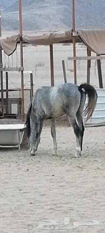 خيال اللبيع 5