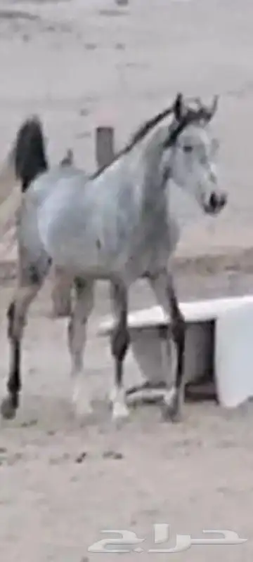 خيال اللبيع 4