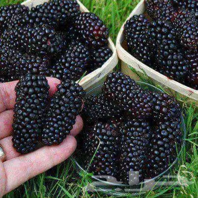 متوفر شتلات توت بلاك بيري 0
