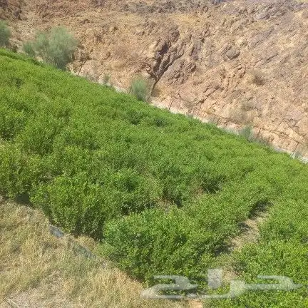 حناء ينبع مطحون للبيع جمله 300كيلو 2
