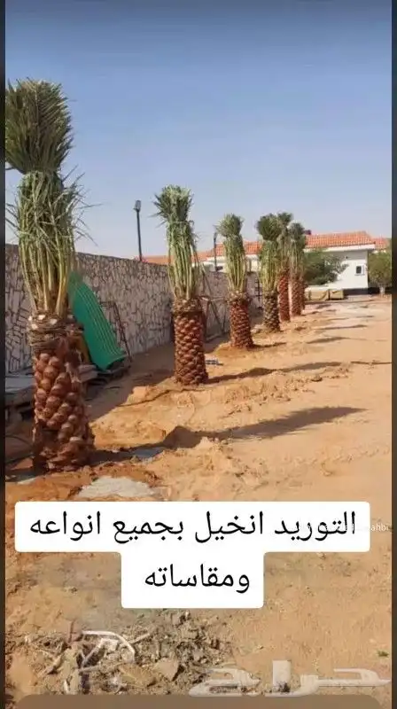 ابوعلي مختص في زرعت انخيل وزيتون الغلا 7