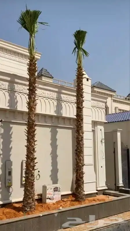 نخل واشنطني زينه توريد وتركيب 1