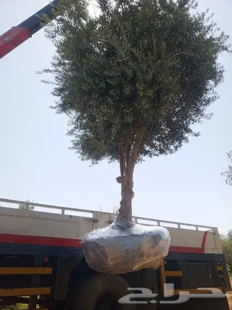 يوجد لدينا أنواع الشجرة والزيتون المعمر والمقصوصه المركان 3