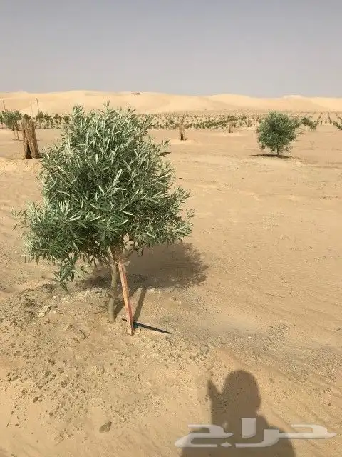 يوجد لدينا أنواع الشجرة والزيتون المعمر والمقصوصه المركان 6