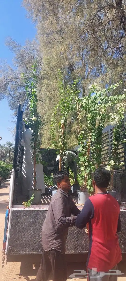 الشجار جهنميه جميع المقاسات والاوان والشجار زينه ومثمره 4