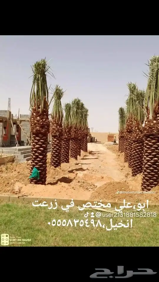 ابوعلي مختص في زرعت انخيل وزيتون الغلا 5